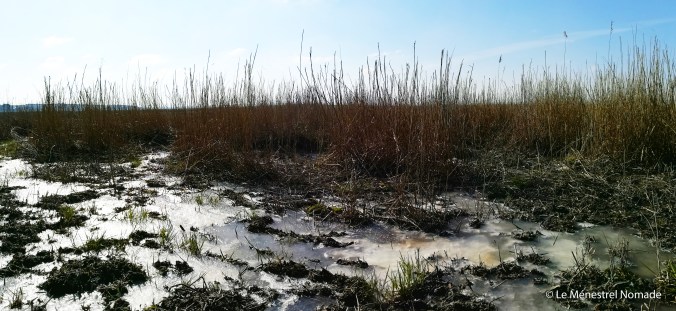 Le Ménestrel Nomade - l'élan du cœur
