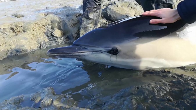 La Bretagne - Rencontres aquatiques (épisode 4)